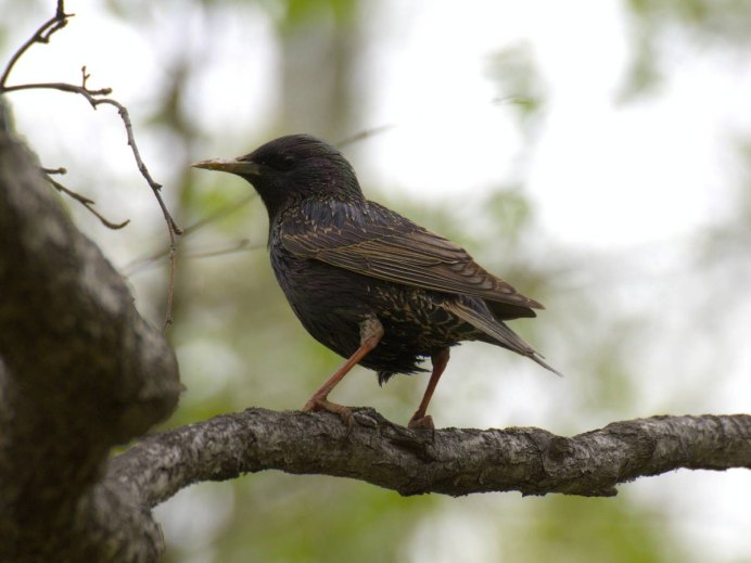Sturnus cineraceus