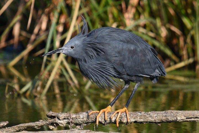 Egretta ardesiaca
