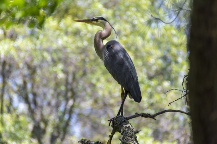 Egretta vinaceigula