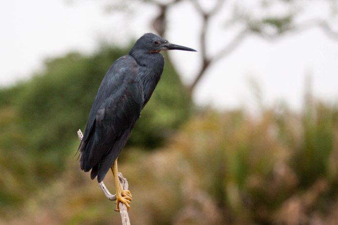 Egretta ardesiaca