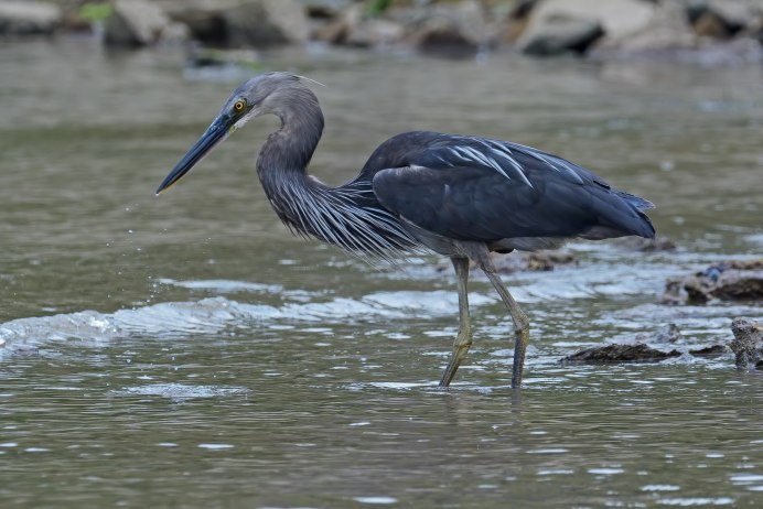 Egretta ardesiaca
