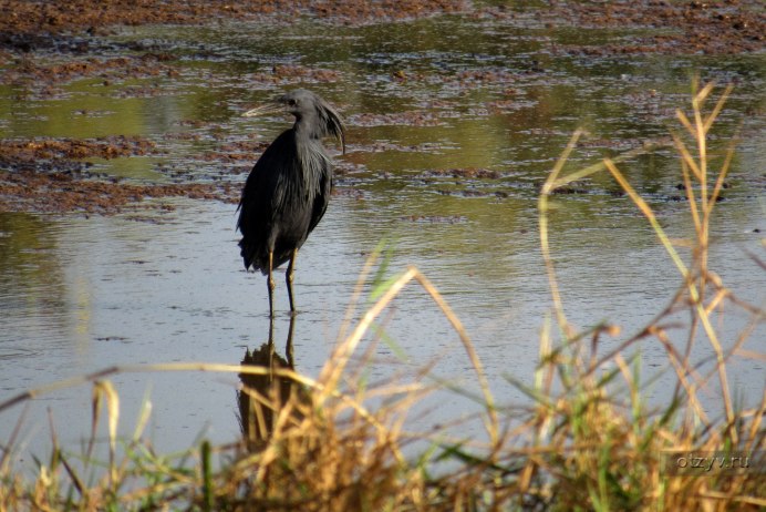 Африканские зонтичные Цапли (Egretta ardesiaca)
