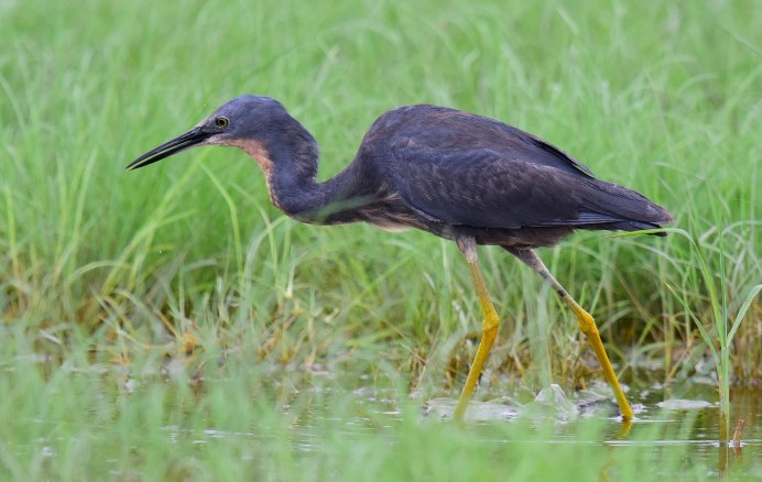 Egretta caerulea