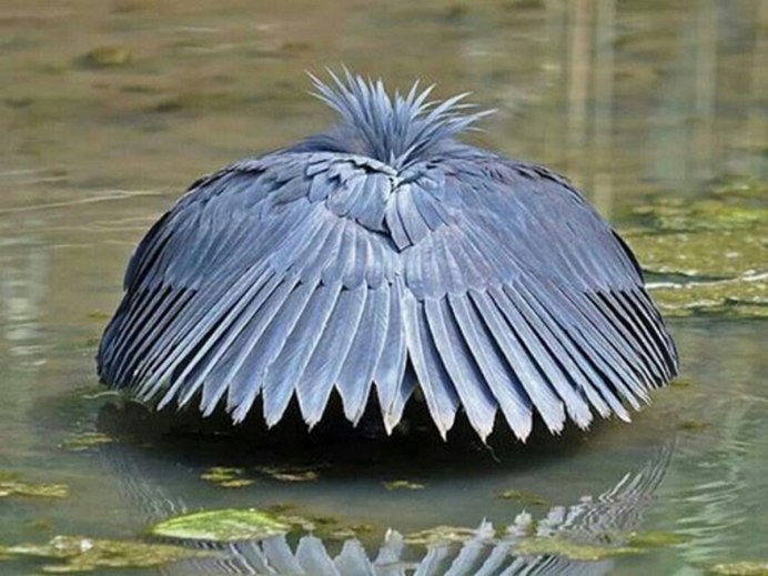 Egretta ardesiaca