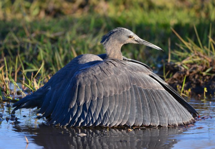 Egretta ardesiaca