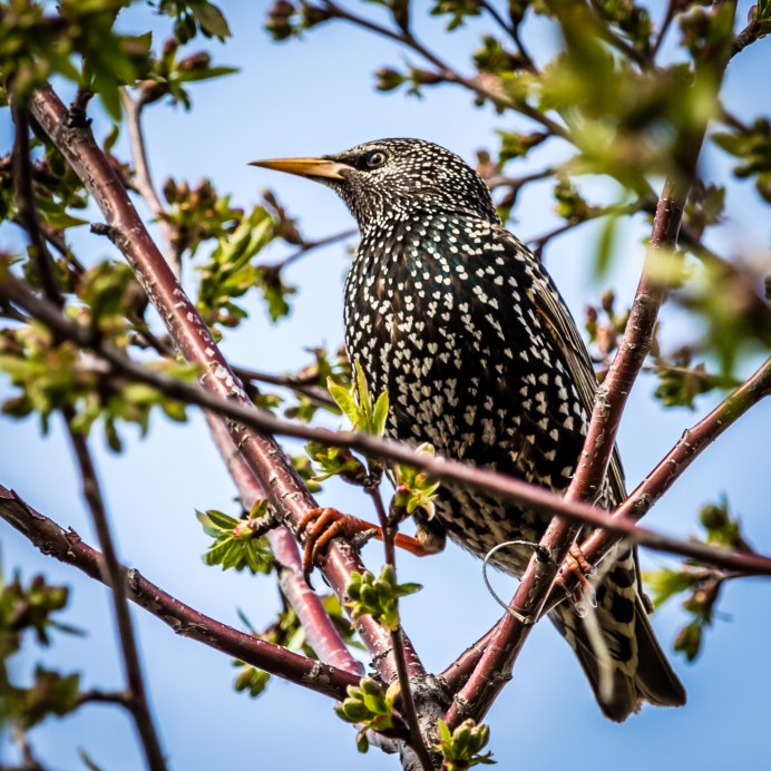Обыкновенный скворец (Sturnus vulgaris)