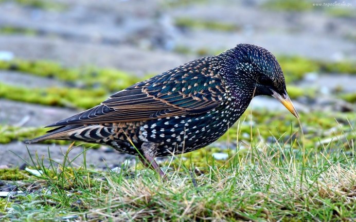 Sturnus vulgaris