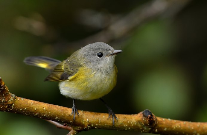 Yellow Warbler птица
