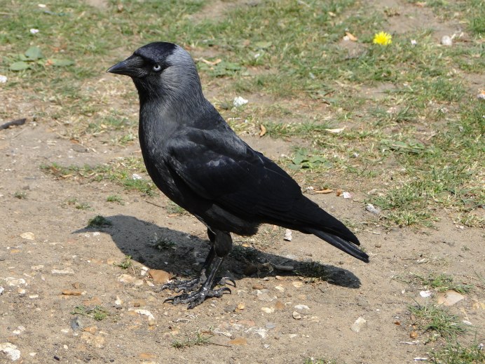 Галка (Coloeus monedula)