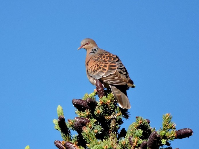 Обыкновенная Горлица (Streptopelia Turtur)