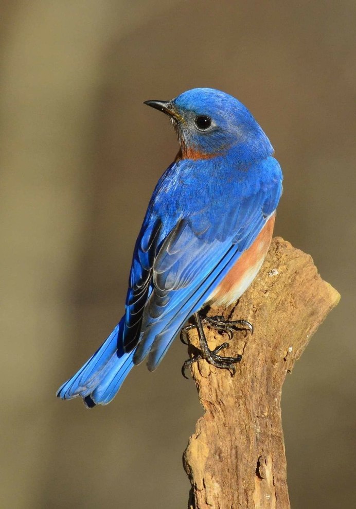 Птица с синей спинкой и оранжевой грудкой
