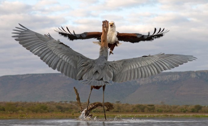 Самый большой орёл в мире кондор