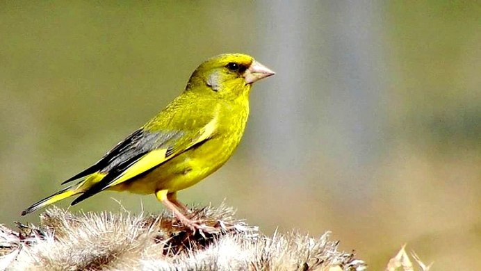 Птица с желтым пятном на крыле