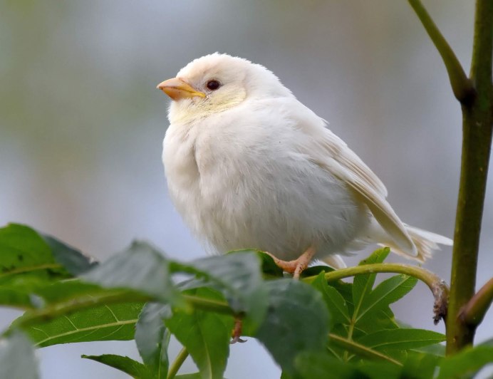 Cyanistes cyanus белая лазоревка