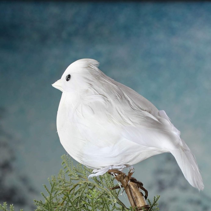 Белые птицы названия