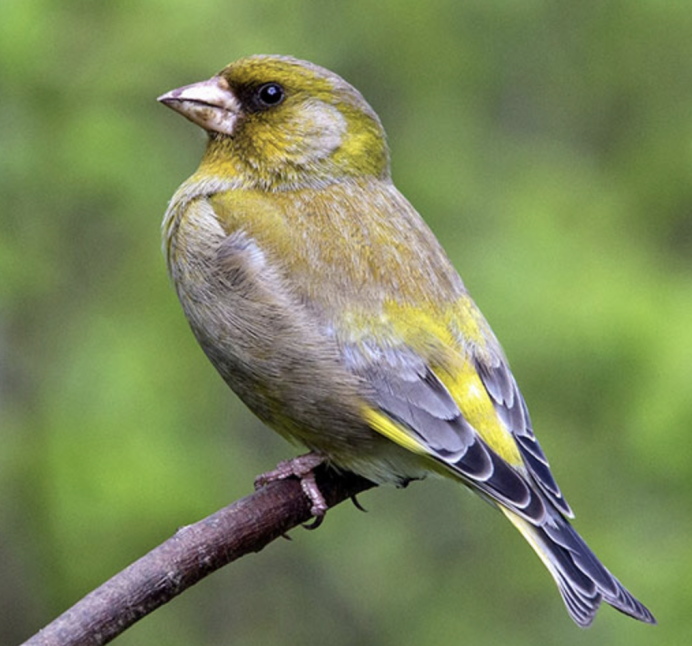 Greenfinch перевод