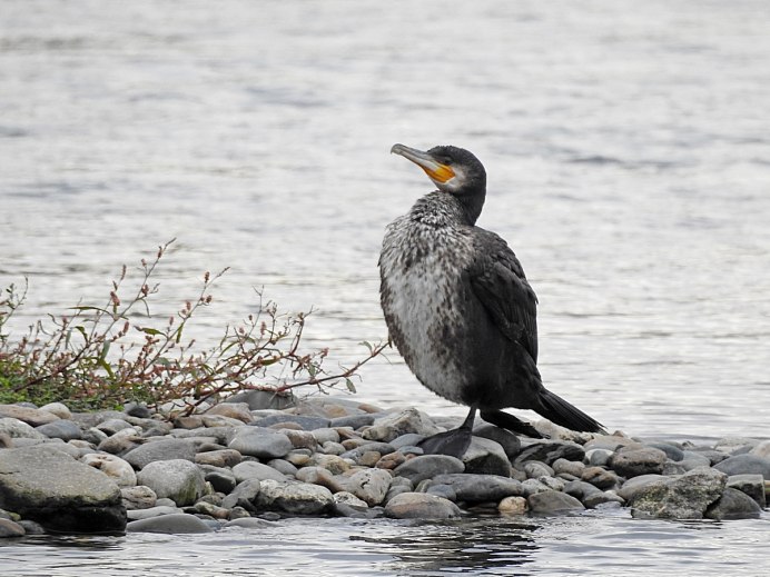 Larus argentatus птенец