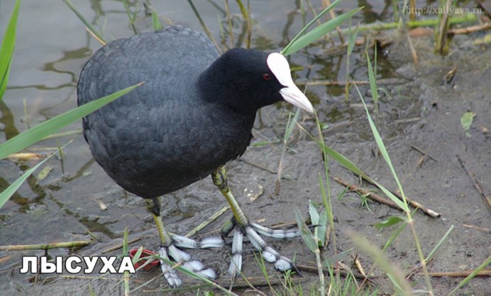 Водоплавающая птица черная с оранжевым клювом