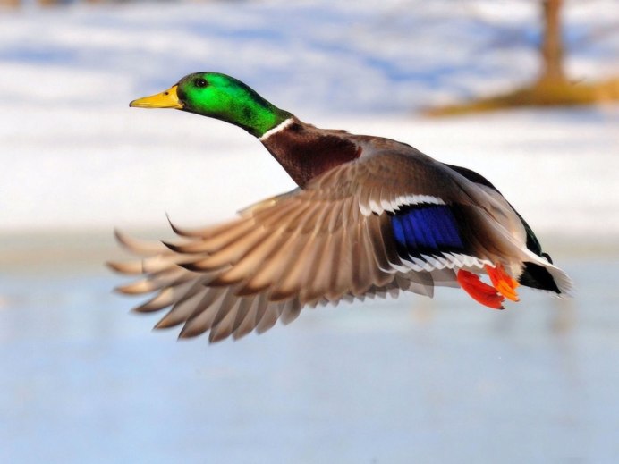 Drake Mallard