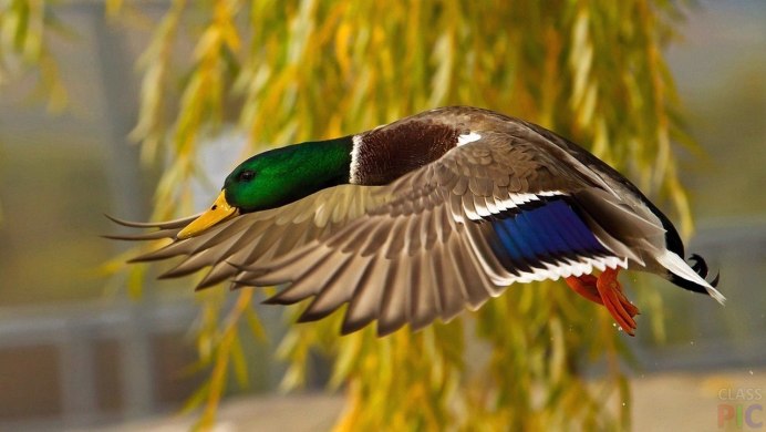 Маллард» / Mallard