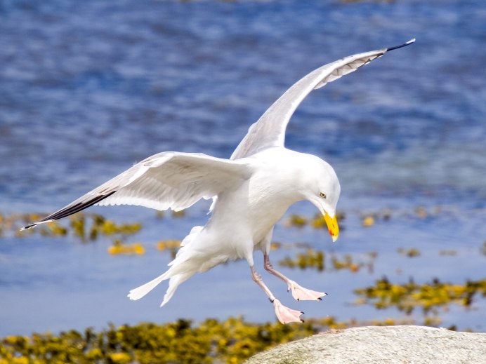 Чайка Seagull