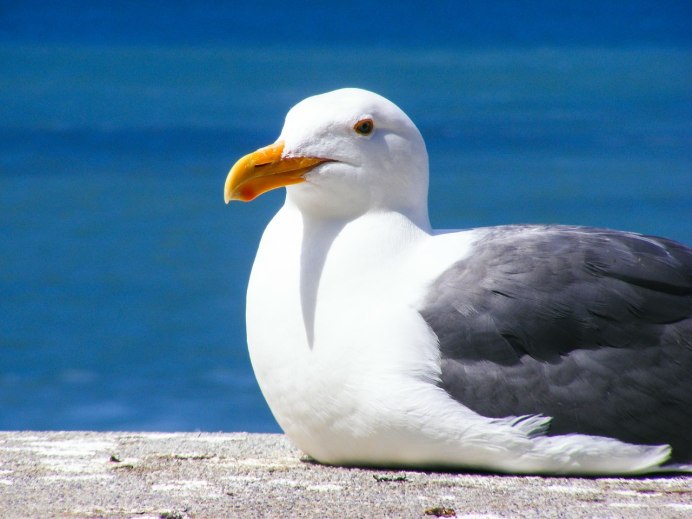 Чайка Seagull