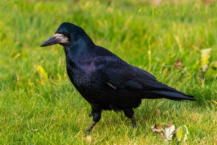 Семейство врановые - Corvidae