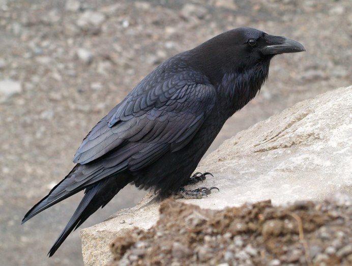 Корвус ворон