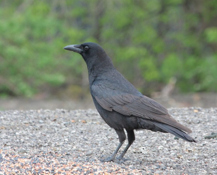 Corvus brachyrhynchos
