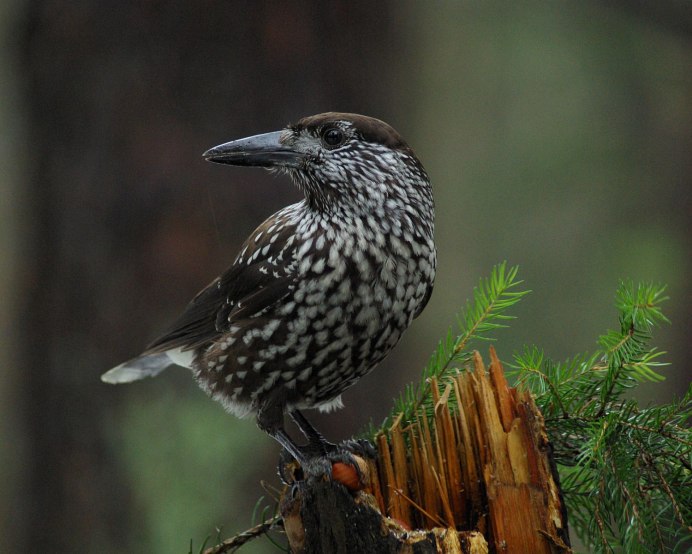 Coloeus monedula Грач