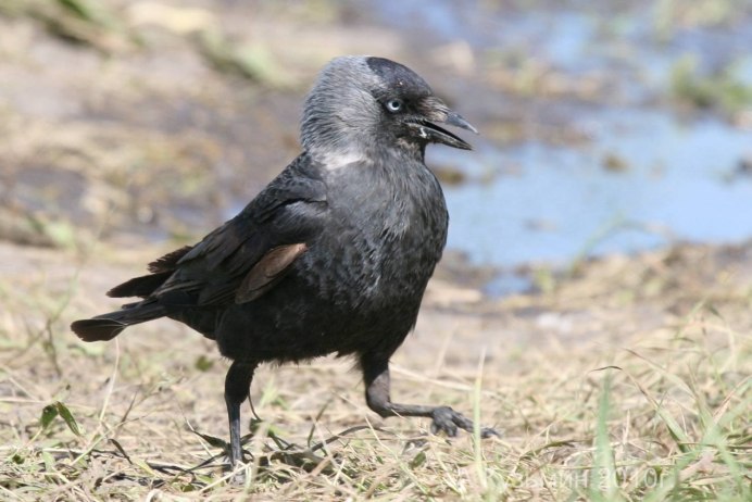 Галка (Corvus monedula)