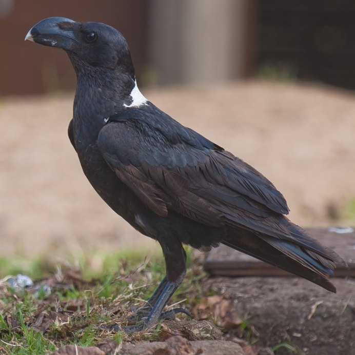 Семейство врановые - Corvidae