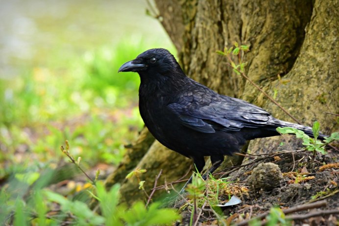 Домовая ворона Corvus splendens