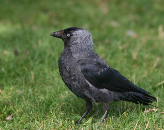 Черный ворон Corvus Corax