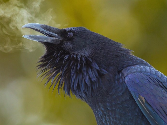 Corvus Corax птица ворон