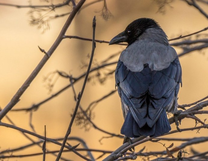 Corvus fuscicapillus