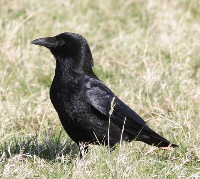 Семейство врановые - Corvidae