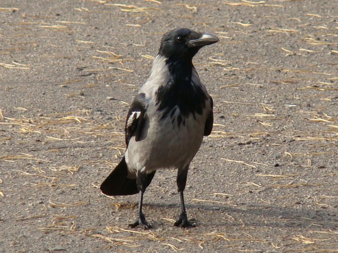 Corvus hawaiiensis