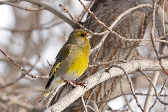 Птицы Подмосковья щегол