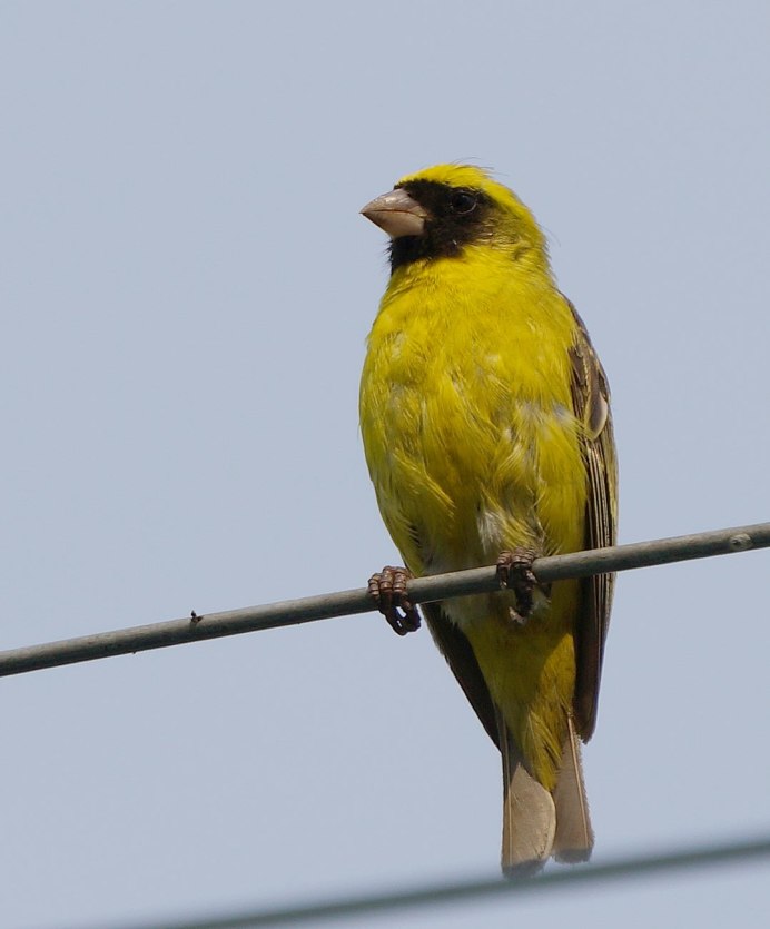 Маленькая желтая птица