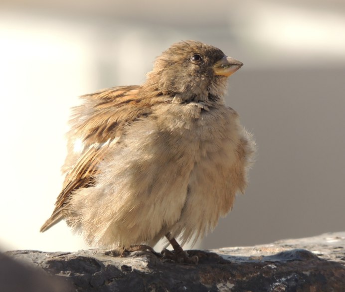Маленькие зеленые птички
