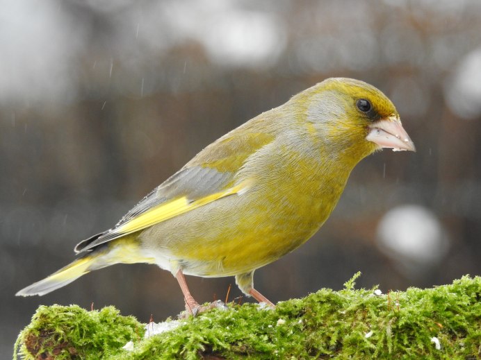 Обыкновенная зеленушка