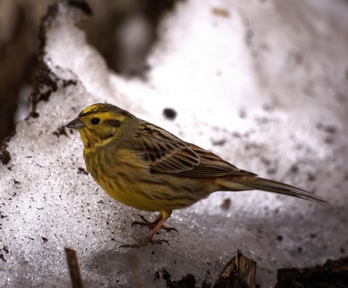 Желтая птичка похожая на воробья