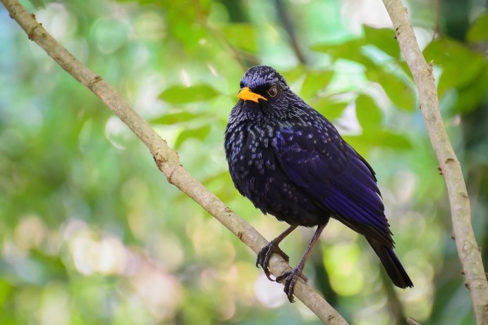 Аметистовый скворец