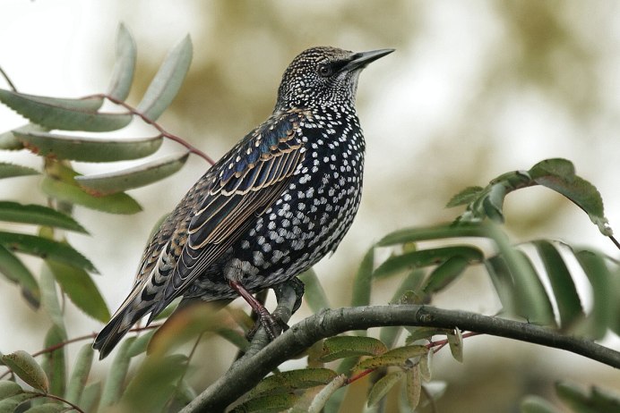 Капский скворец