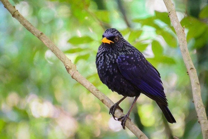 Певчий Дрозд небольшая