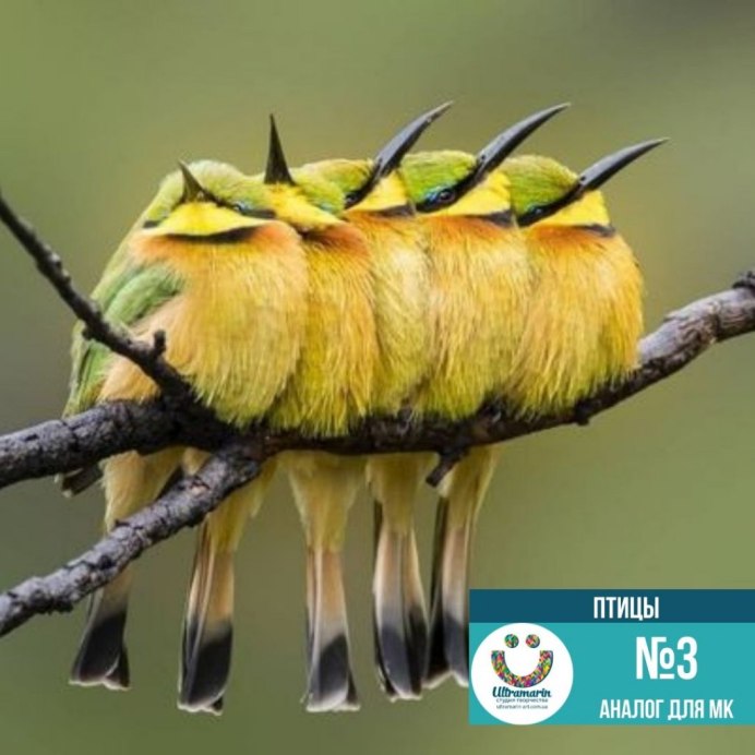 Самые красивые птицы