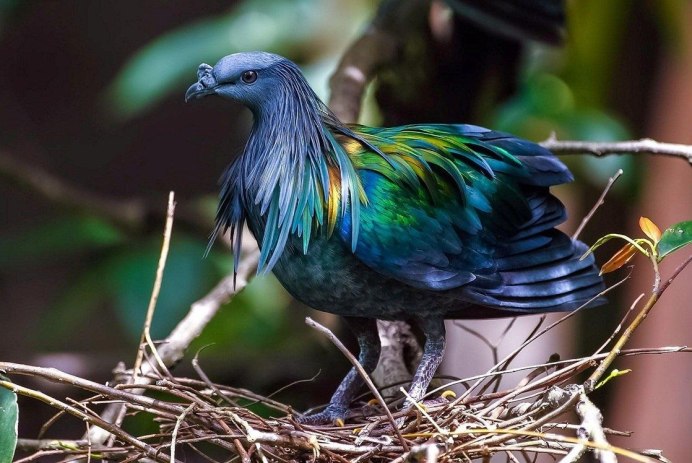 Гривистый голубь