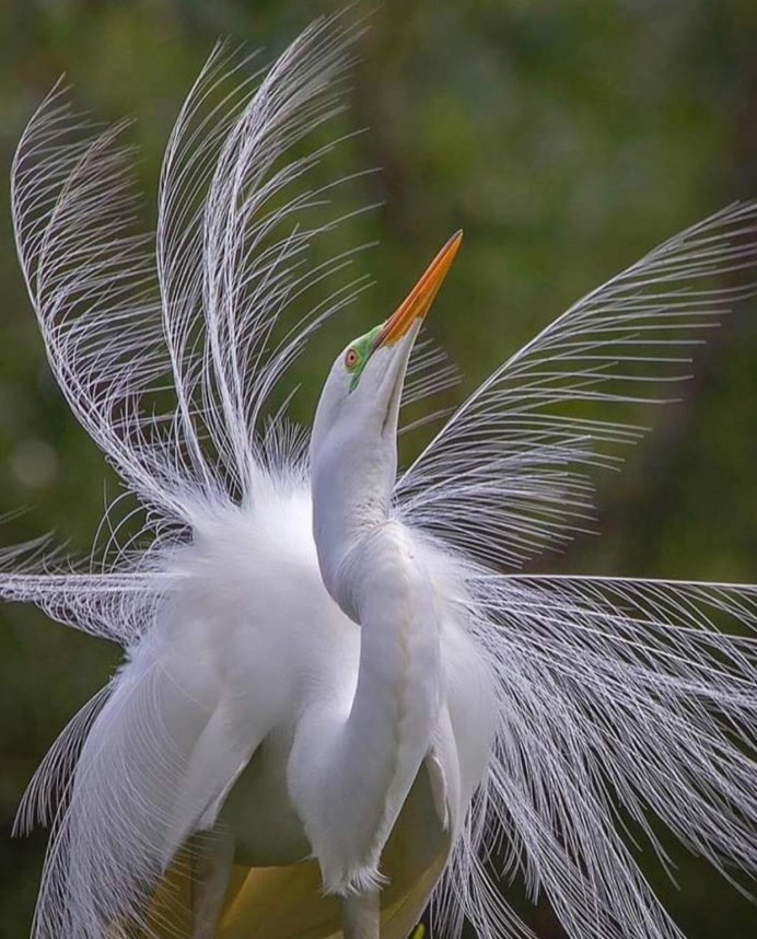 Необыкновенные птицы