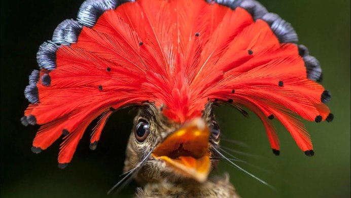 Амазонский венценосный мухоед